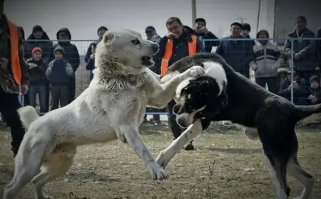 "İti döyüldüyünə görə silaha əl atıb" - Sabiq icra başçısının oğlu it boğuşdururmuş
