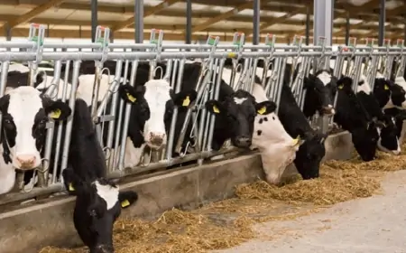 Azərbaycan bu ölkədən 714 inək aldı 