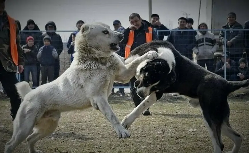 "İti döyüldüyünə görə silaha əl atıb" - Sabiq icra başçısının oğlu it boğuşdururmuş