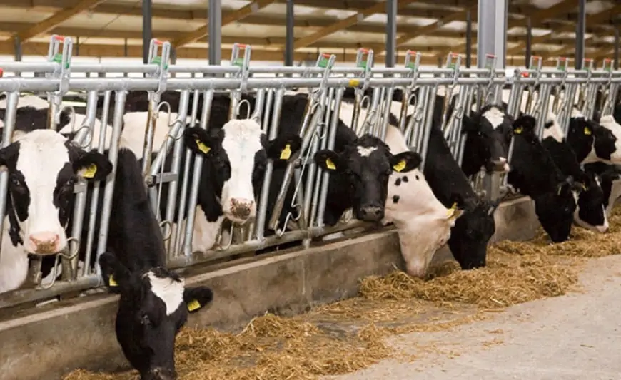 Azərbaycan bu ölkədən 714 inək aldı 