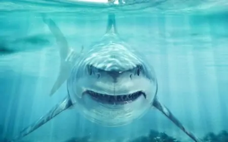 Nəslinin kəsildiyi düşünülürdü