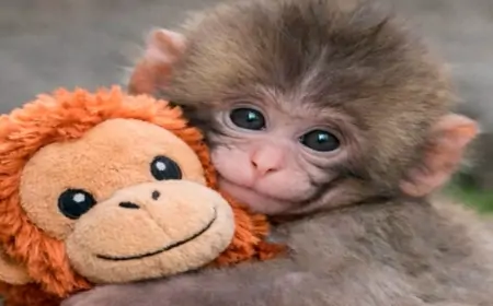 “Punch”ın oyuncağı satış rekordları qırır - FOTO