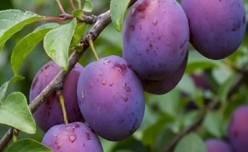 Xərçəngin dərmanı bu meyvə imiş - Alimlərdən şok kəşf