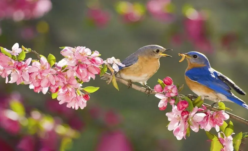 Yaz fəsli Azərbaycana bu tarixdə DAXİL OLACAQ 