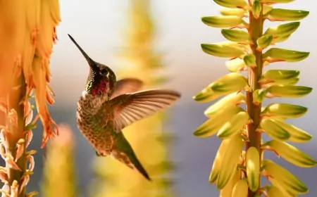 Sabah hava necə olacaq?