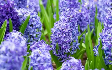 Apreldə 28 dərəcəyədək isti olacaq – AYLIQ PROQNOZ