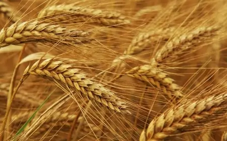 İsrail Rusiya taxılından imtina etdi 