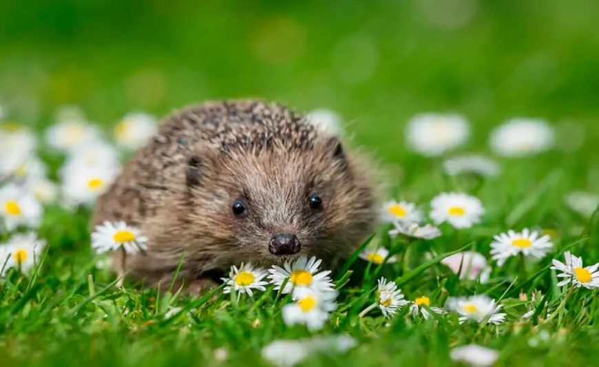 Sabah hava necə olacaq? 