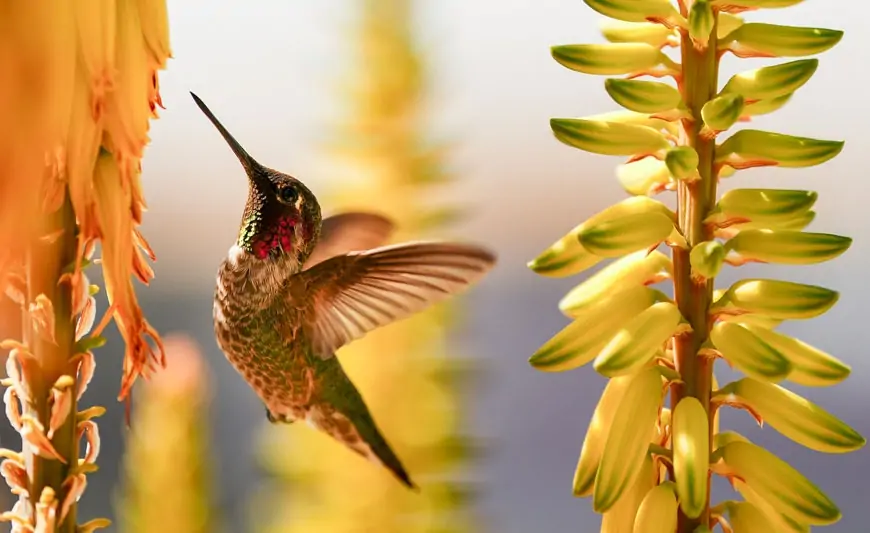 Sabah hava necə olacaq? 