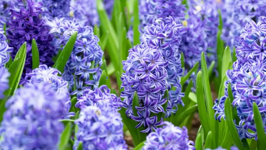 Apreldə 28 dərəcəyədək isti olacaq – AYLIQ PROQNOZ