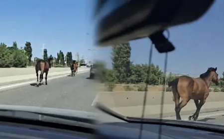Bakıda magistral yolla qaçan cins atlar kimindir? - VİDEO 