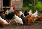 11 və daha çox toyuğu olanlar üçün YENİ QAYDA - Məcburidir