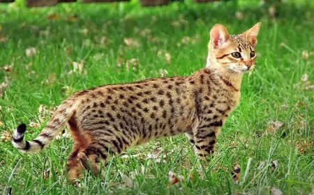 Azərbaycanda maşın qiymətinə pişik satılır - Savanna cinsi niyə bahadır?