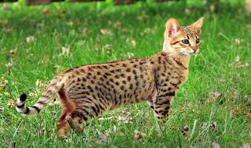 Azərbaycanda maşın qiymətinə pişik satılır - Savanna cinsi niyə bahadır?